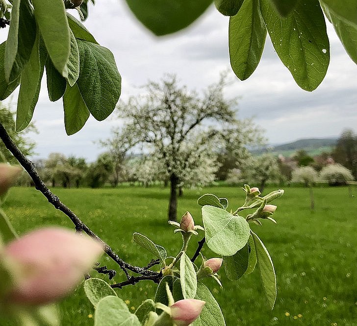 ©Alena Vogt, DVL Quitten blühen auf einer Wiese